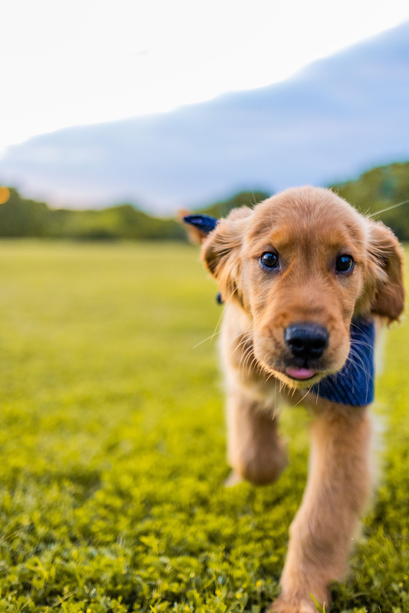 Golden retriever puppy running across a sunny lawn